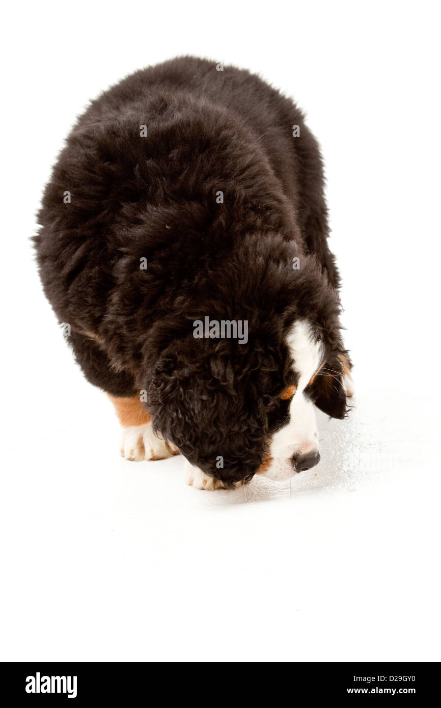 10 semaines chiot Banque D'Images