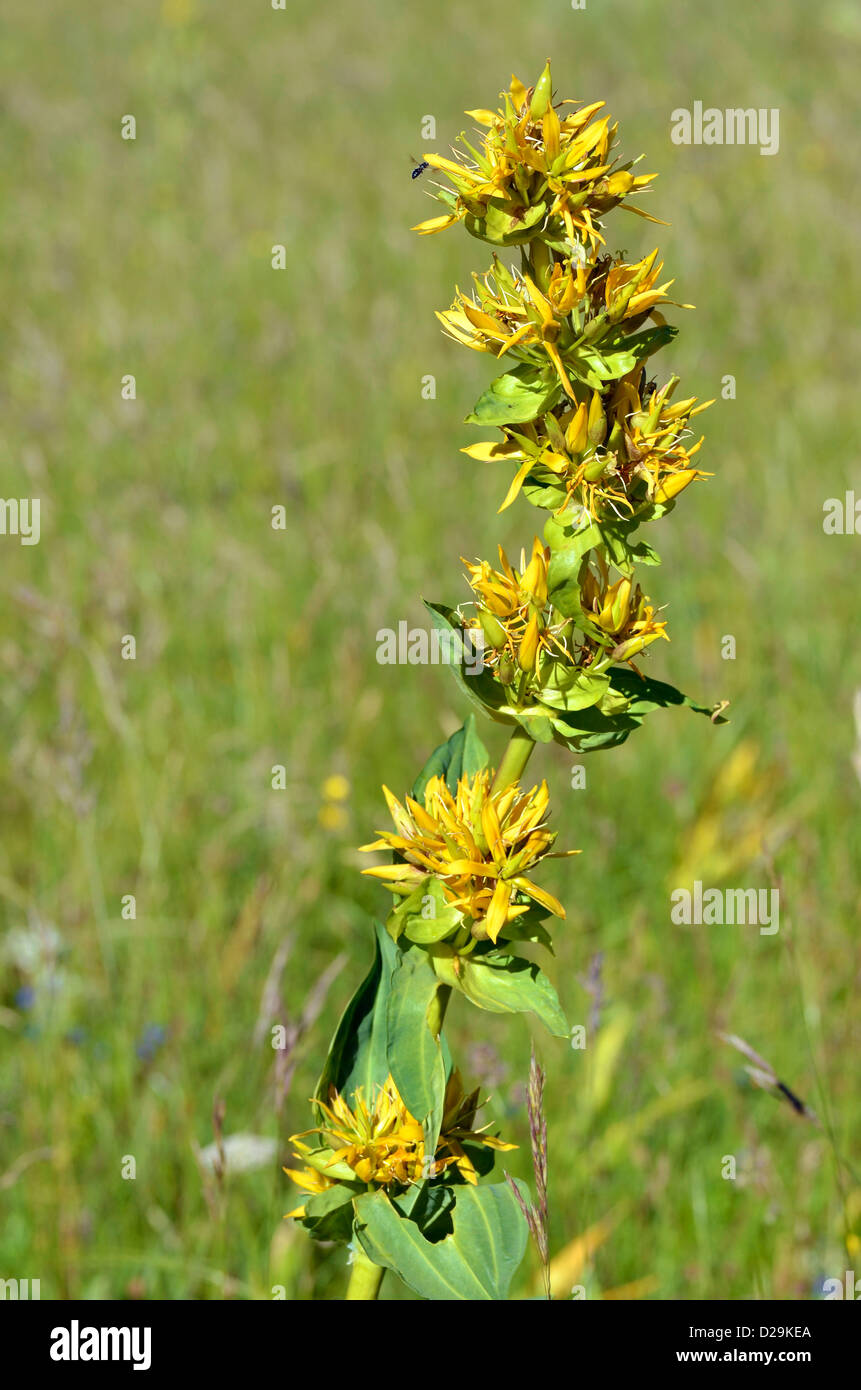 Des herbes médicinales Grande Gentiane jaune (Gentiana lutea), dans les Alpes Françaises Banque D'Images