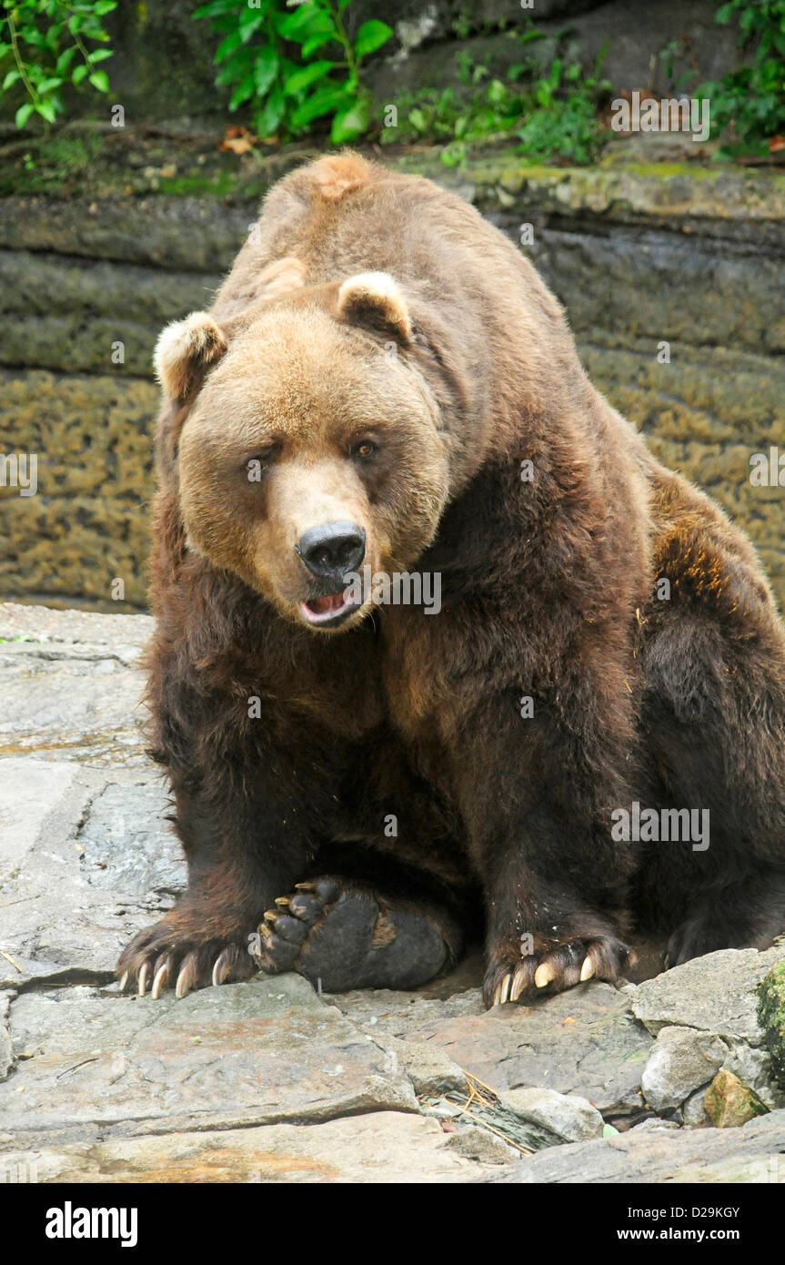 Le zoo de Pittsburgh, Grzizly Bear Banque D'Images