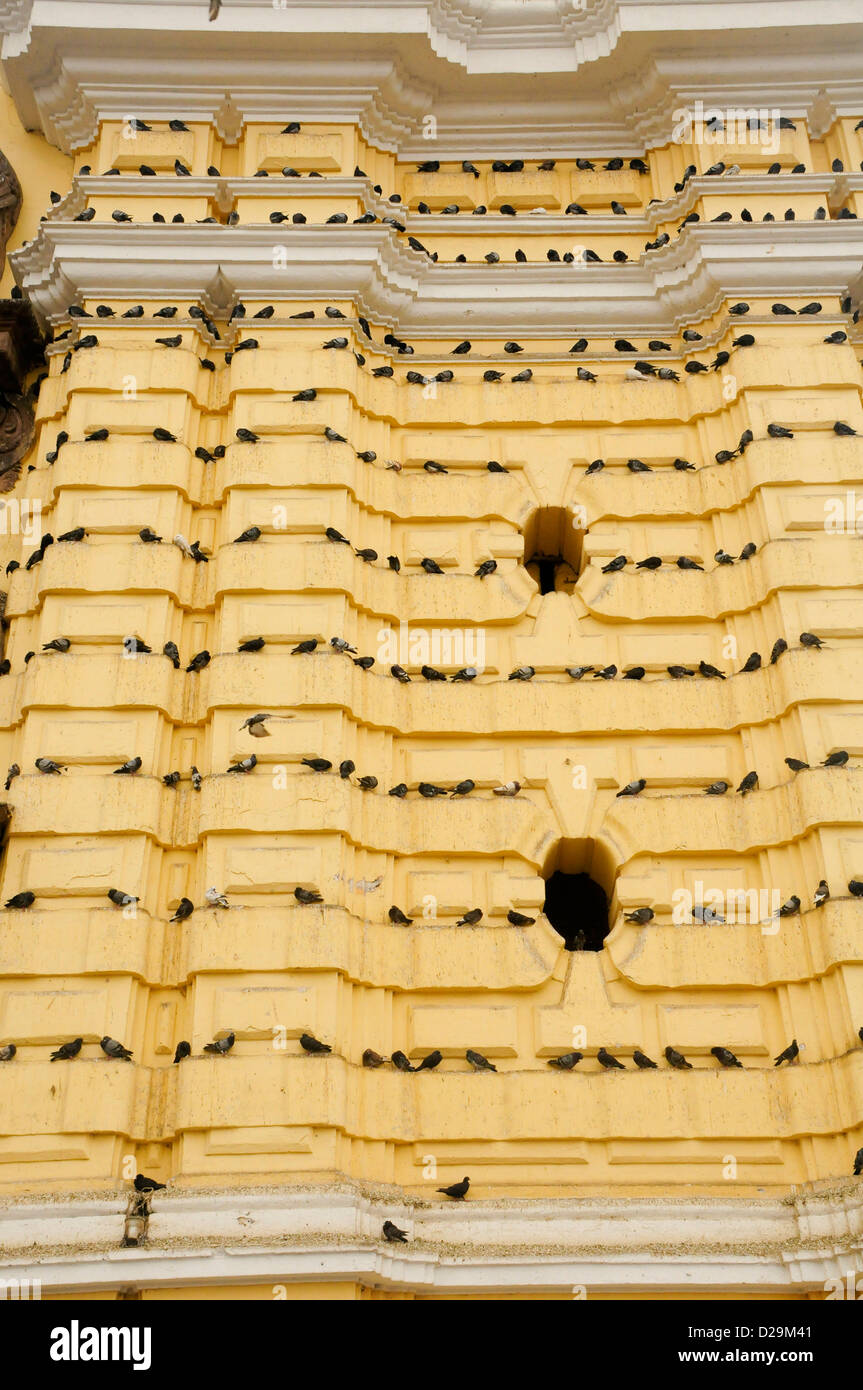 Pigeons sur la façade de l'Église, Lima, Pérou Banque D'Images