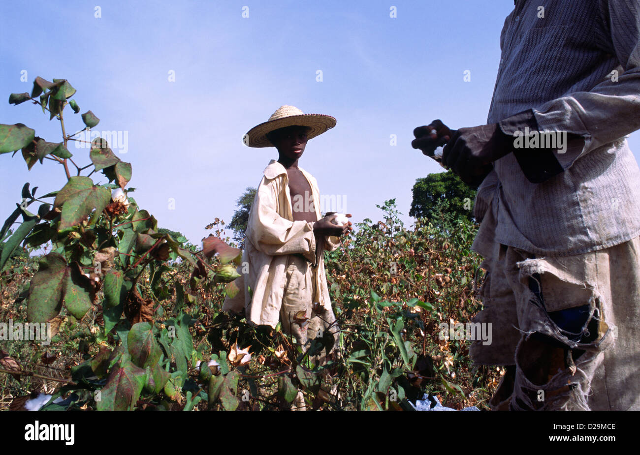 Un jeune garçon travaille au Mali, Afrique de l'Ouest, au cours de la récolte de coton - l'une des principales exportations du pays. Banque D'Images
