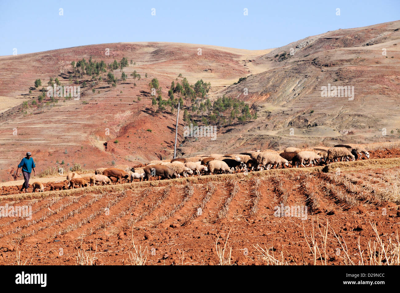Berger et troupeau de moutons, Pérou Banque D'Images