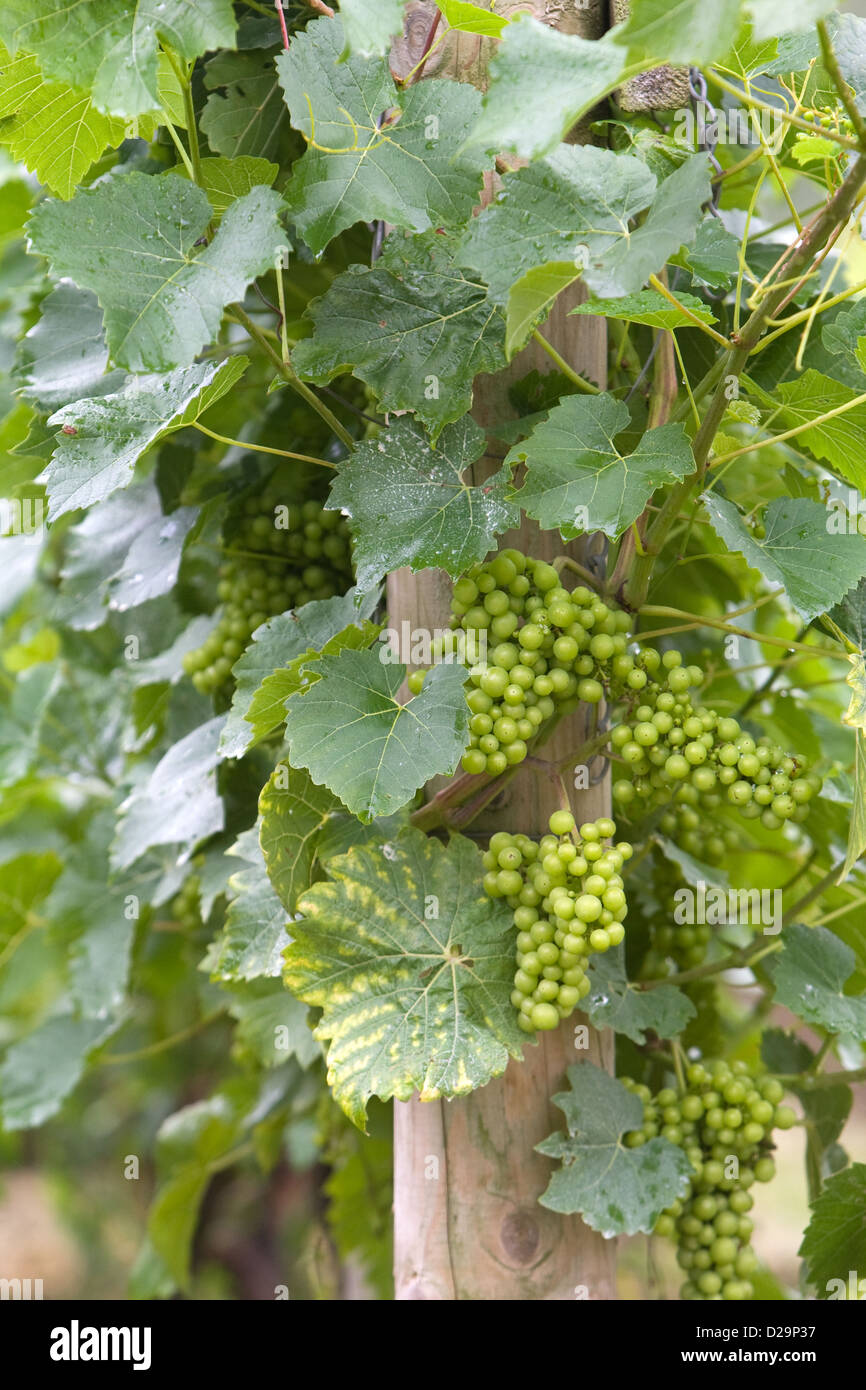Sur des vignes à raisins blancs Vignoble Camel Valley près de Bodmin Cornwall. Banque D'Images