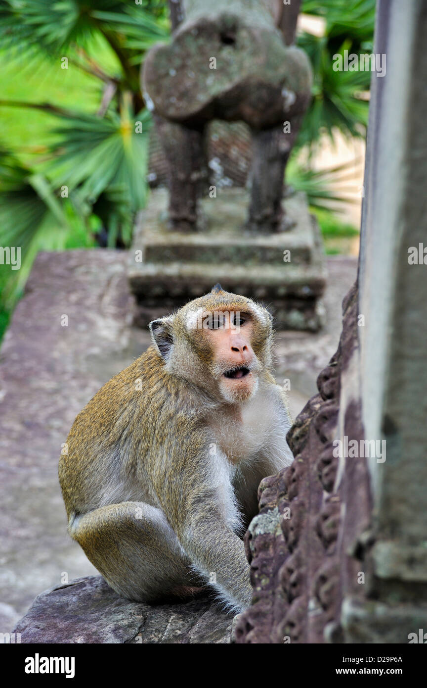Singe Macaque par le temple à Angkor Wat, au Cambodge Banque D'Images Singe Macaque par le temple à Angkor Wat, au Cambodge Banque D'Images