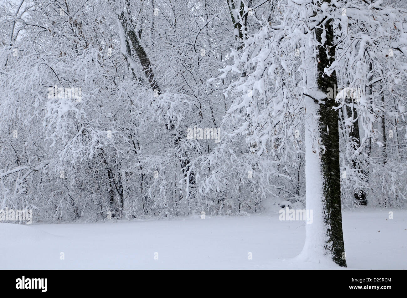 Woods dans la neige. Wisconsin Banque D'Images