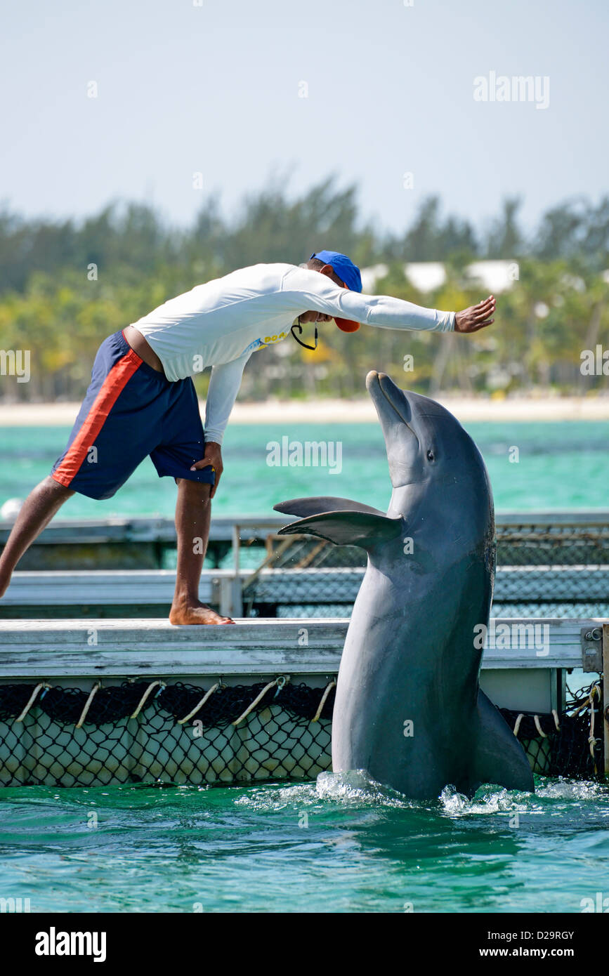 Homme avec grand dauphin au centre Dolphin Explorer, Punta Cana, République Dominicaine Banque D'Images