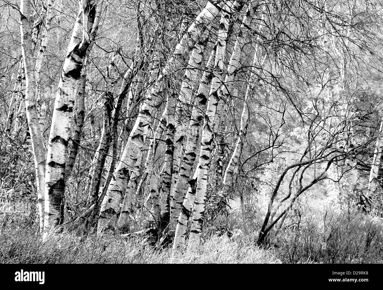 Les bouleaux en hiver Banque D'Images