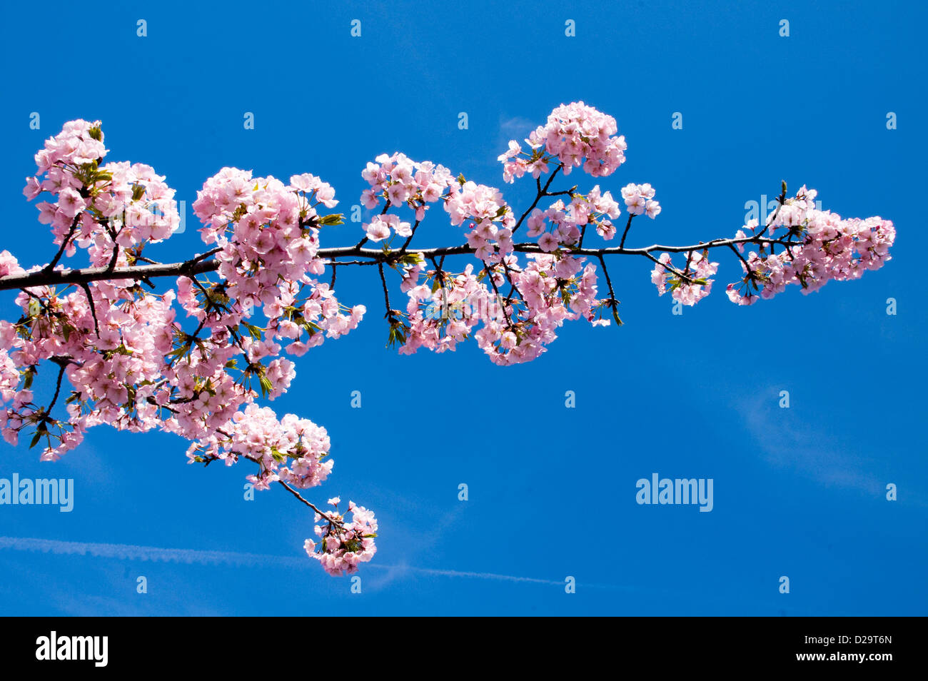Washington, D.C., les fleurs de cerisier Banque D'Images
