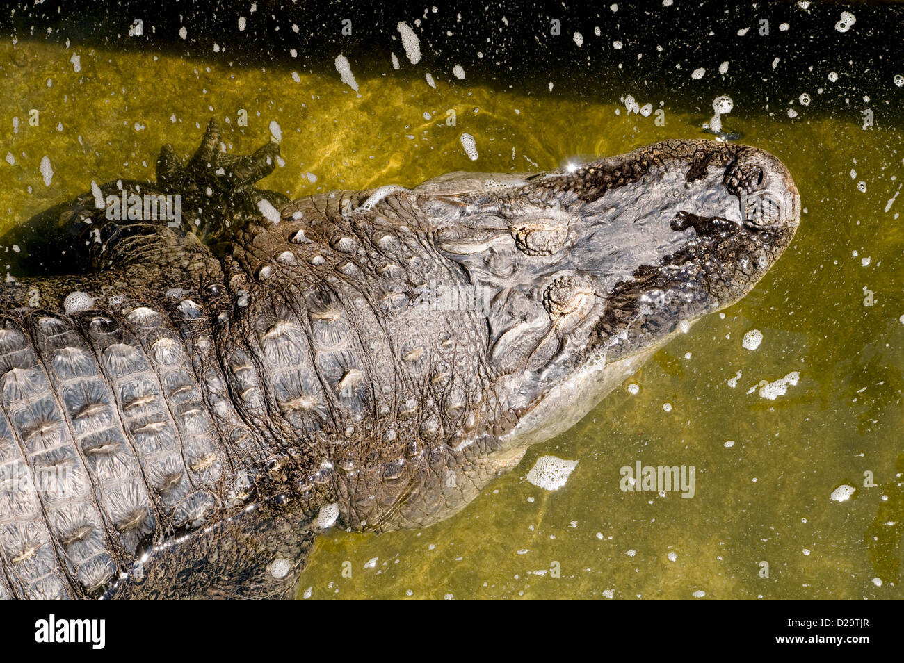 Alligator, New York, Pittsburgh, Pittsburgh Zoo Banque D'Images