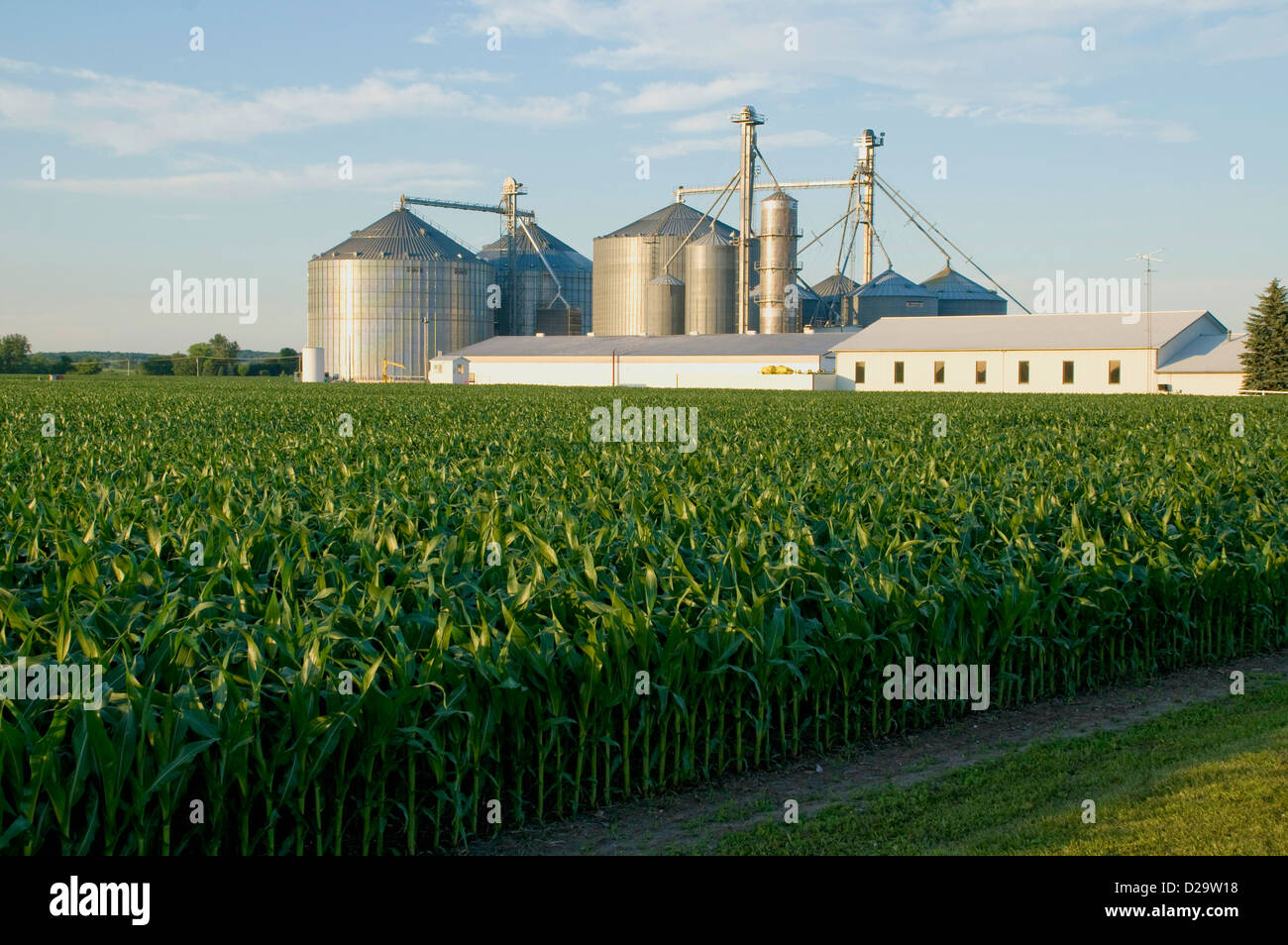 Le maïs, les bâtiments agricoles, l'élévateur à grain, silos, Wisconsin Banque D'Images