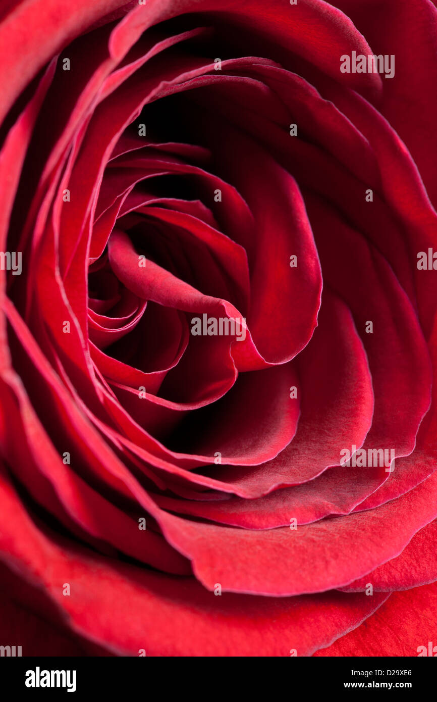 Un gros plan d'une rose rouge. Banque D'Images