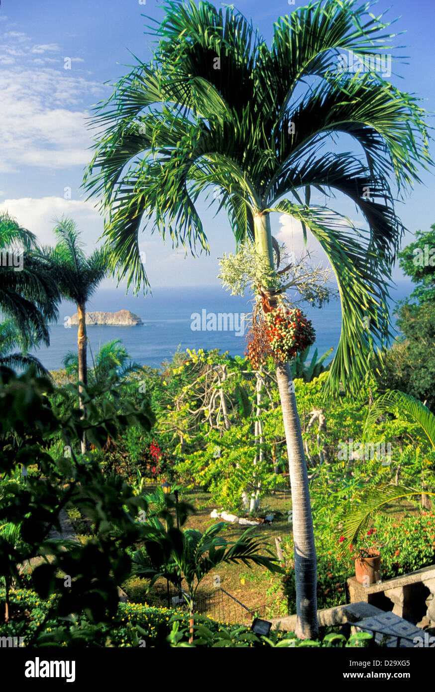 Costa Rica : parc Manuel Antonio : forêt luxuriante de palmiers à l'Océan Banque D'Images