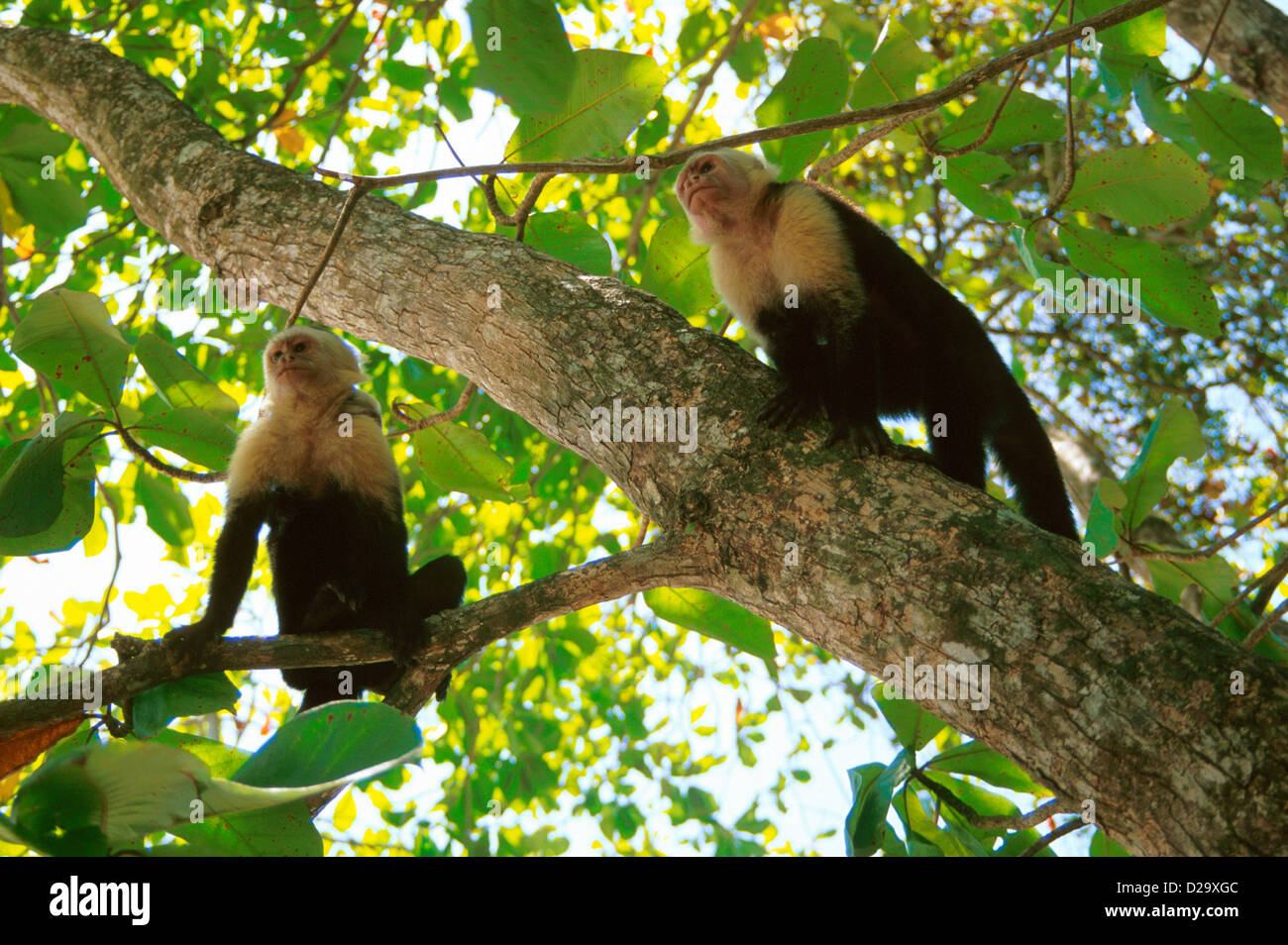 Costa Rica. 2 singes capucins dans un arbre Banque D'Images