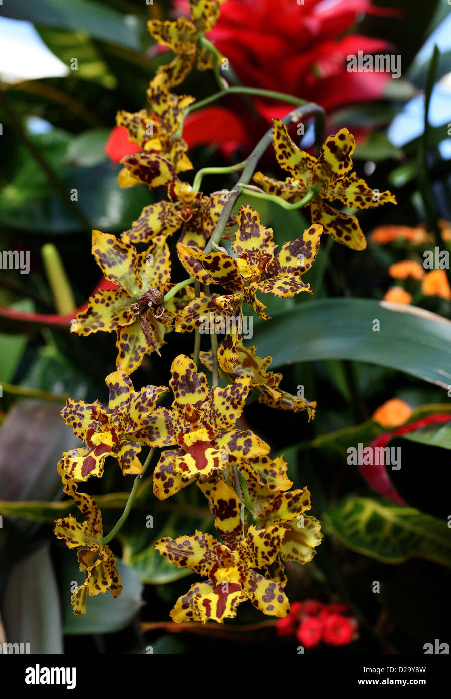 Tiger Orchid, hybride Odontocidium, Orchidaceae. Banque D'Images