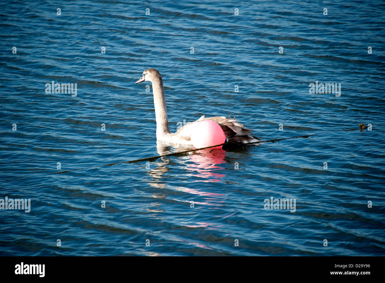 Swan piégés dans la rivière sur corde Banque D'Images