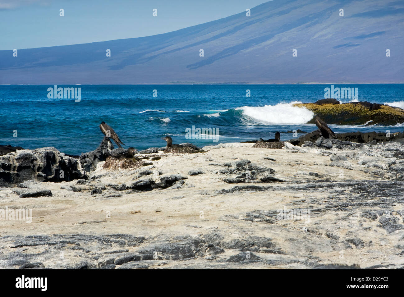 Les oiseaux nichant sur une plage de l'île des Galapagos, Equateur, Amérique du Sud Banque D'Images