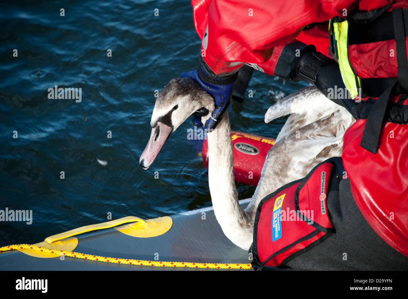 Fireman rescue Swan River lake water RSPCA Banque D'Images