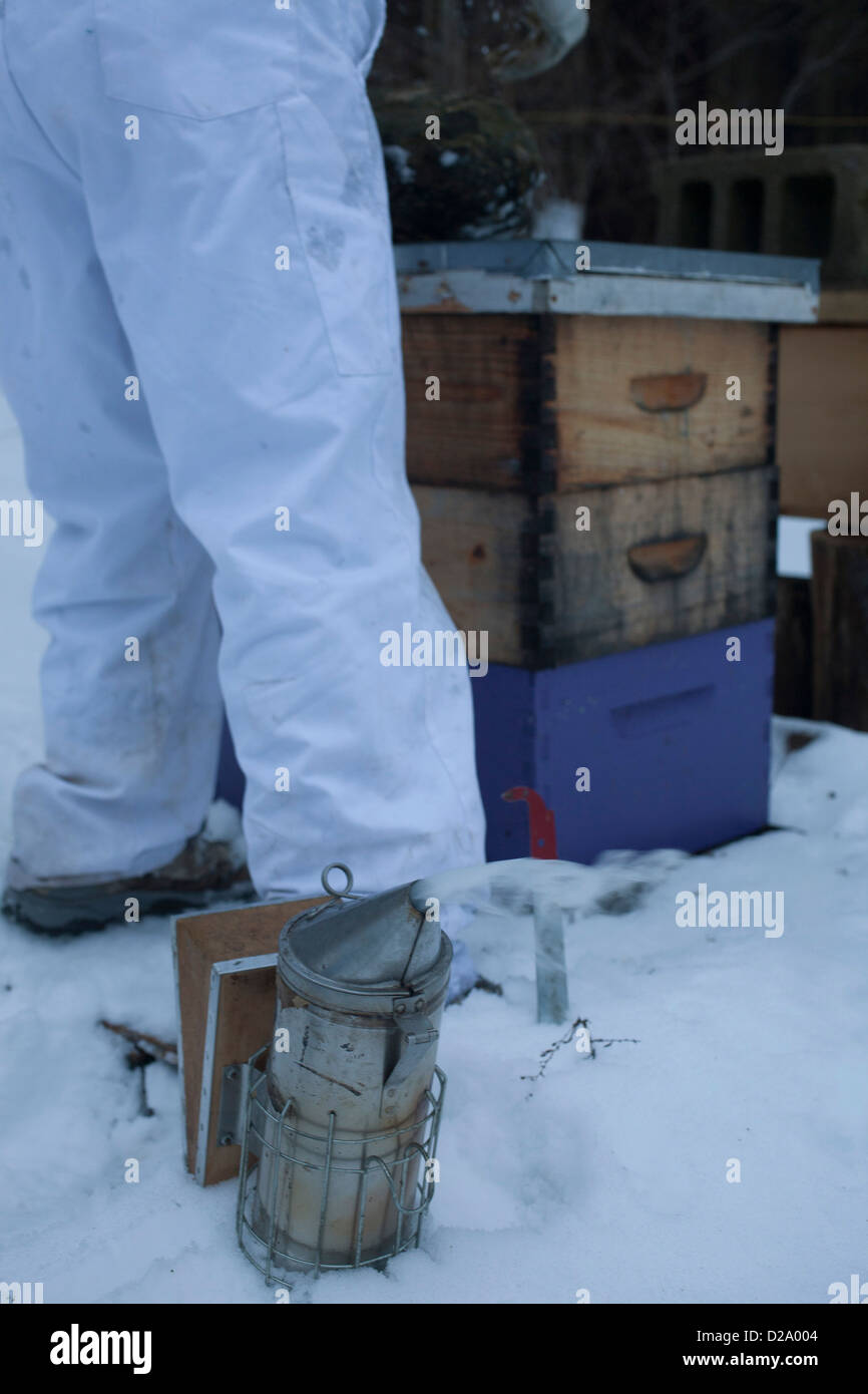 Commence à travailler sur l'apiculteur ruche alors que fumeur est prêt à l'emploi. Banque D'Images