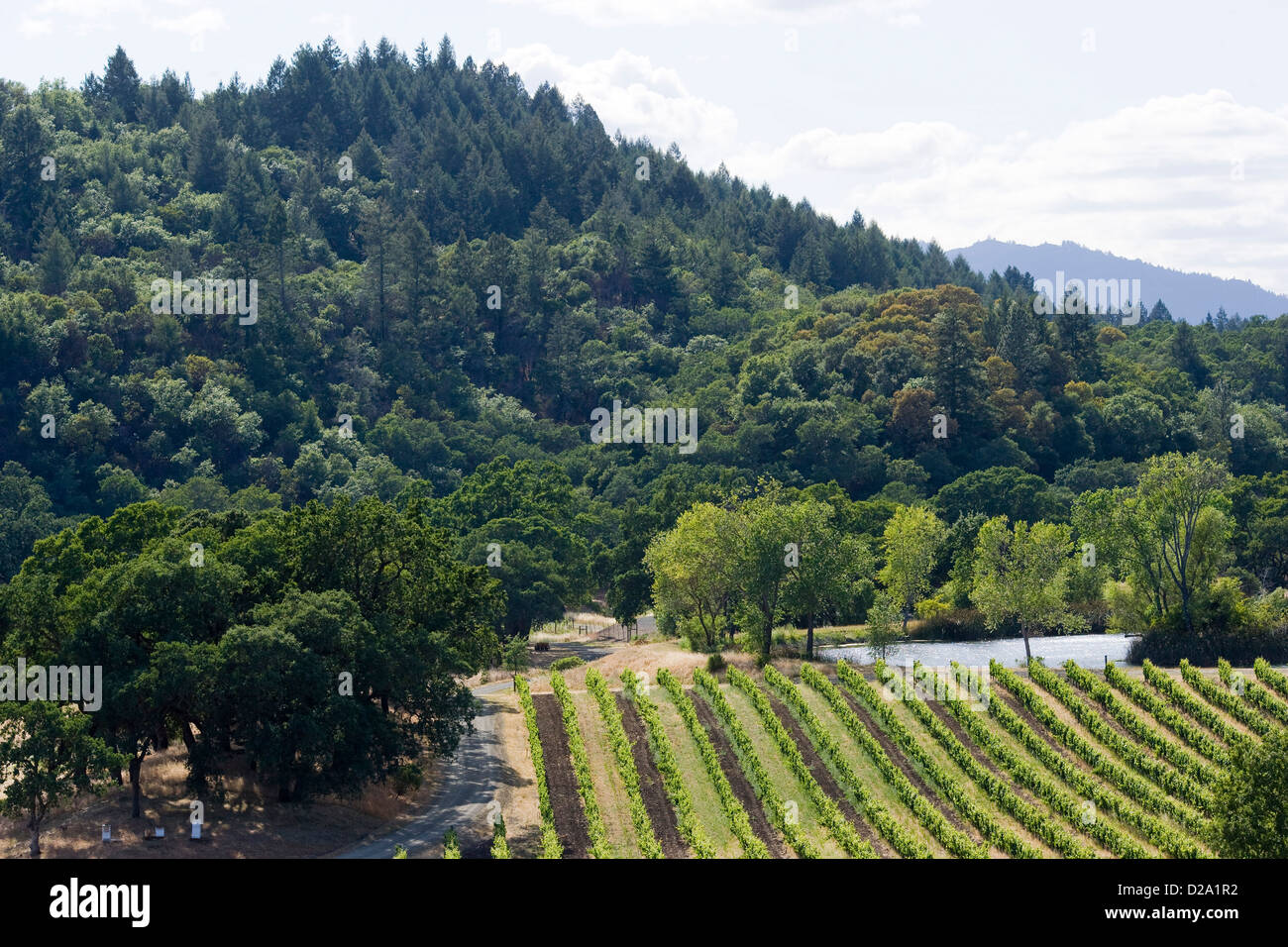 Napa Valley Californie, vignes, des raisins sur la vigne Banque D'Images