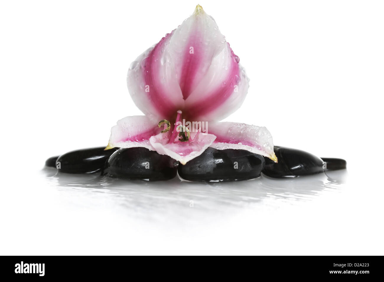 Des pierres dans l'eau et de fleurs Banque D'Images