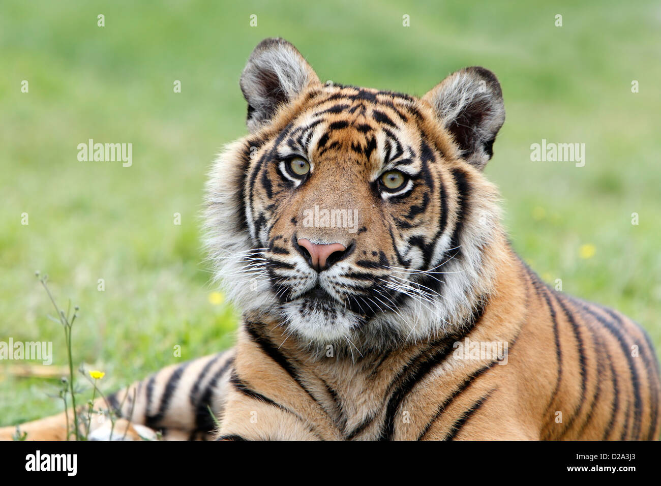 Libre d'un tigre de Sumatra en voie de disparition. Banque D'Images