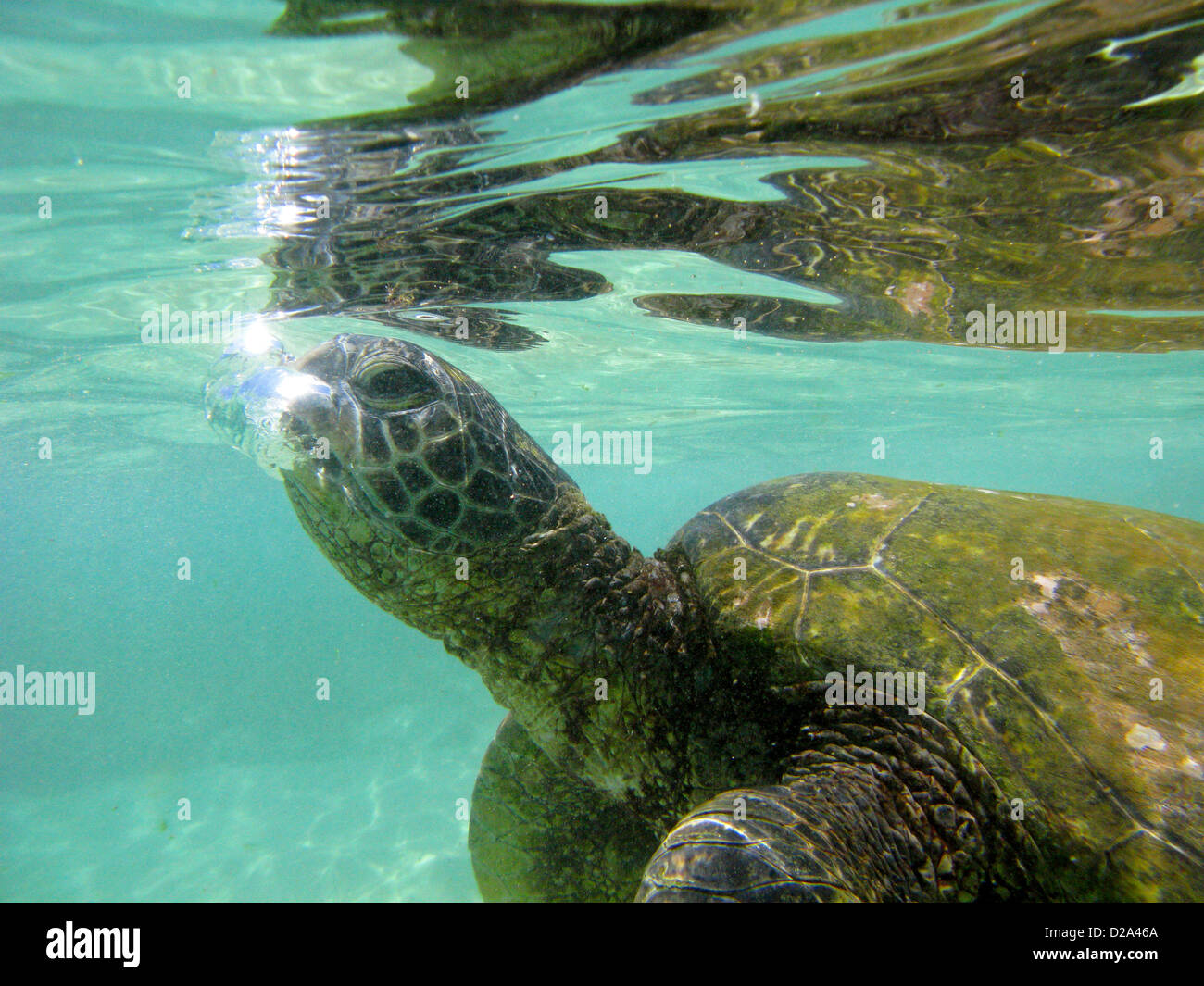 Des tortues de mer vertes près de la côte nord d'Oahu, Hawaii. Banque D'Images