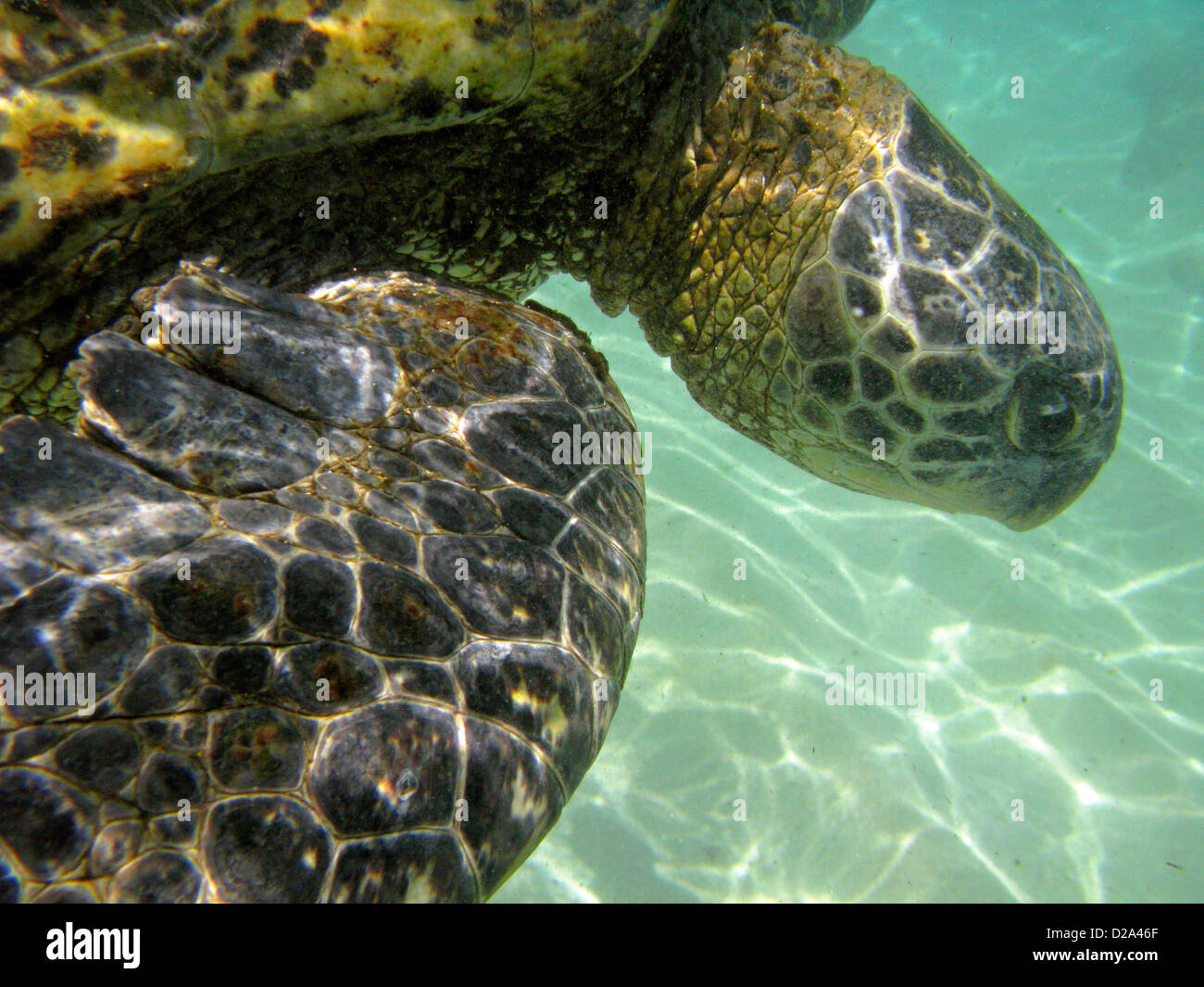 Des tortues de mer vertes près de la côte nord d'Oahu, Hawaii. Banque D'Images