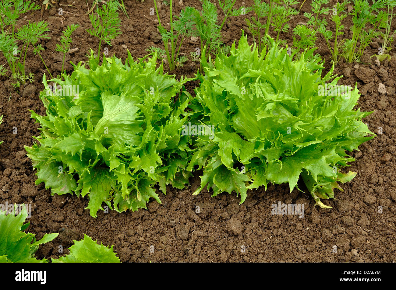 Laitue Batavia 'Reine des glaces' (Lactuca sativa) croissant dans le potager, en juin. Banque D'Images
