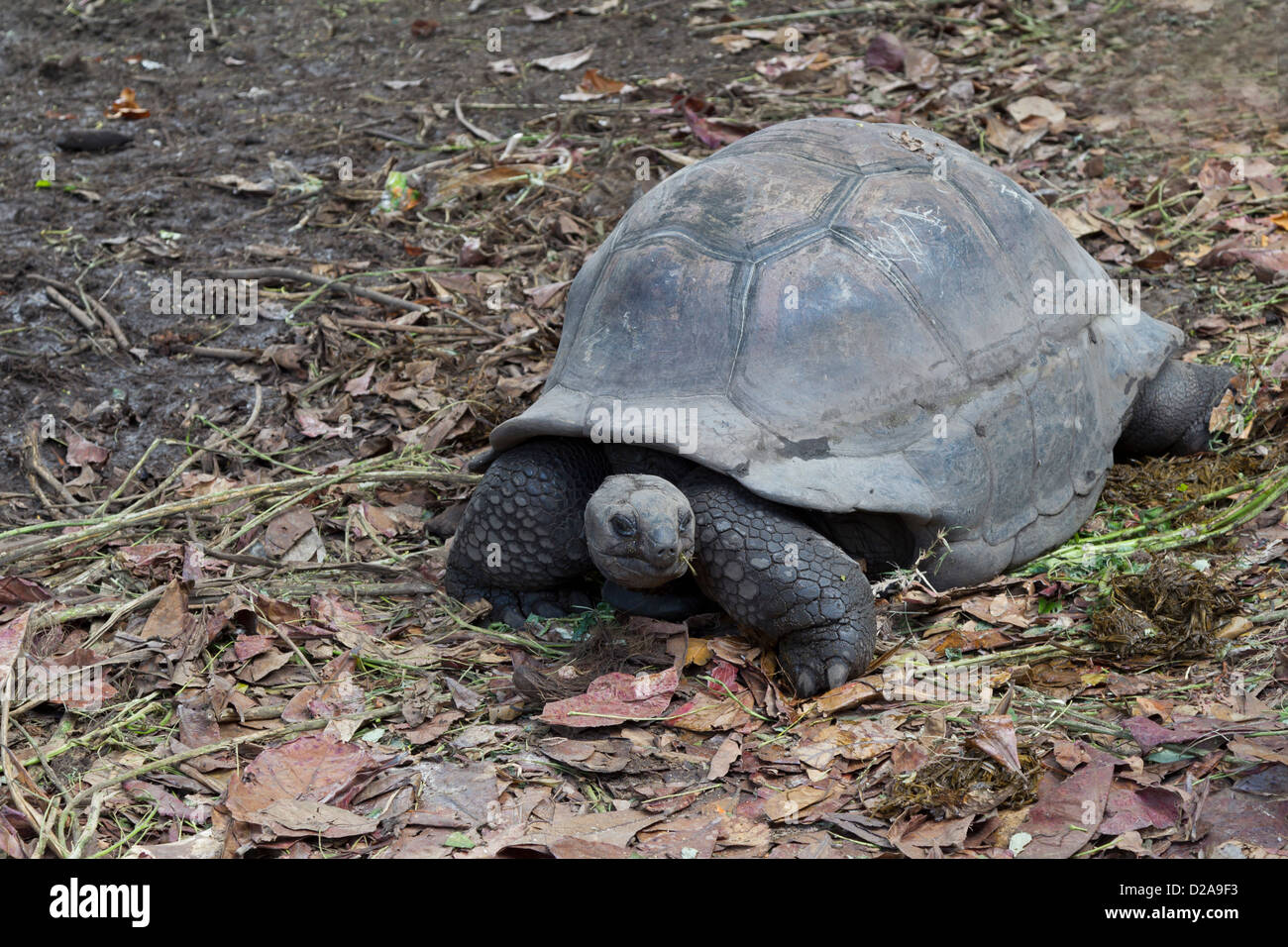 La Digue géante tortue géante des Seychelles tortue, l'île aux Seychelles Banque D'Images