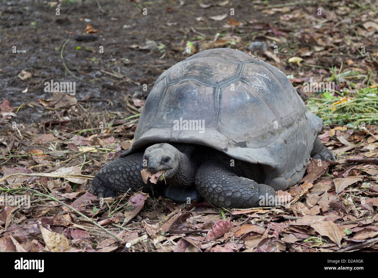 La Digue géante tortue géante des Seychelles tortue, l'île aux Seychelles Banque D'Images