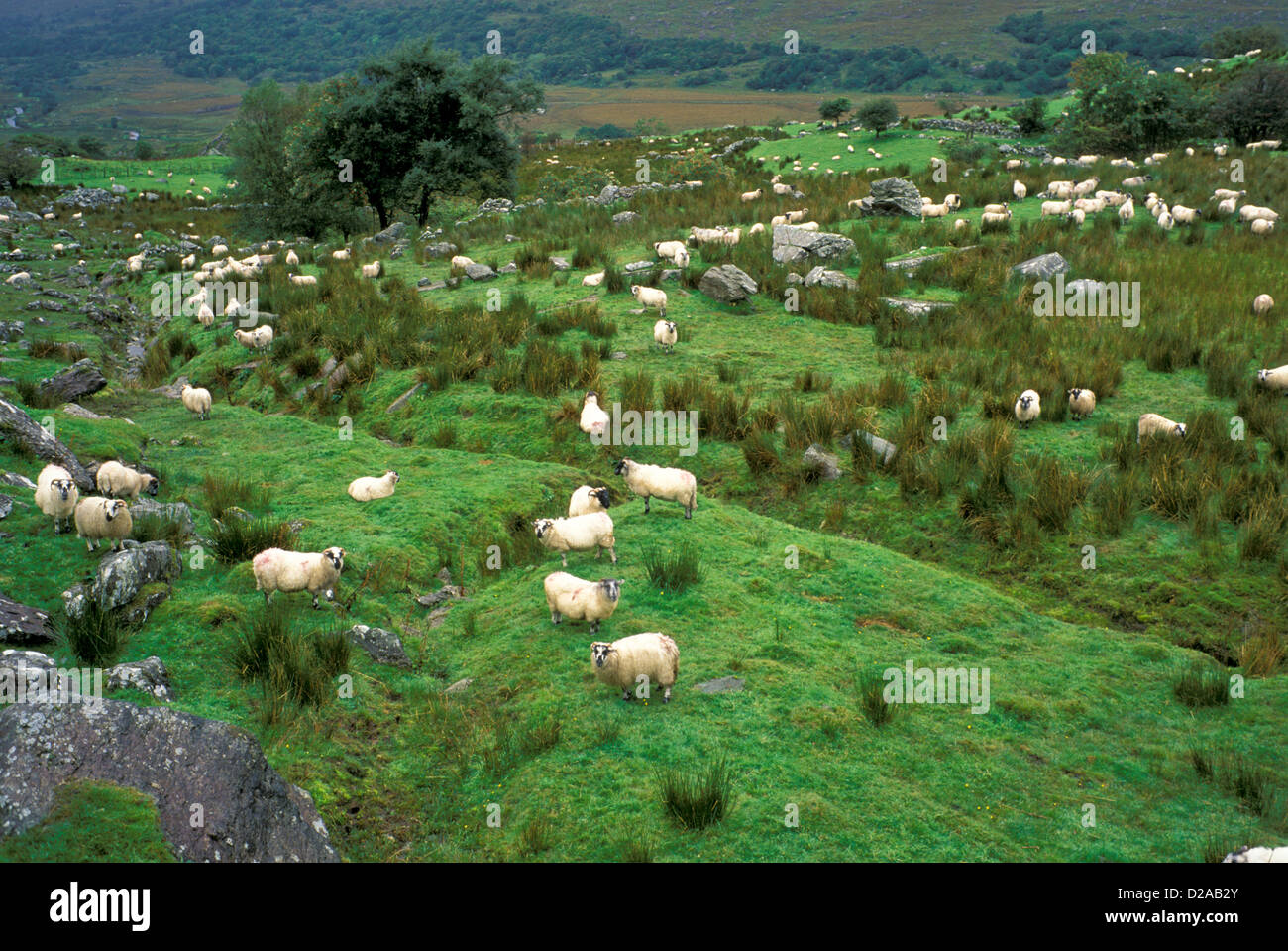 L'Irlande. Le comté de Cork. Les moutons. Banque D'Images