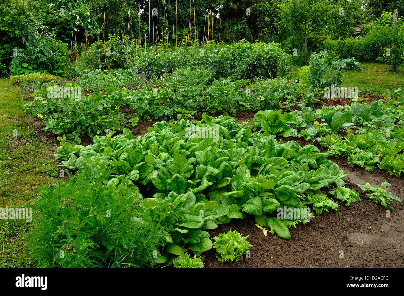 Jardin de légumes traditionnels dans la campagne, les parcelles de légumes : pommes de terre, épinards, topinambour... Banque D'Images