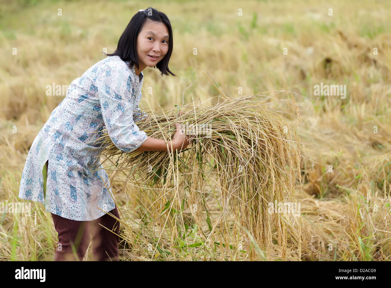 Femme d'agriculteurs de la récolte du riz en Thaïlande Banque D'Images