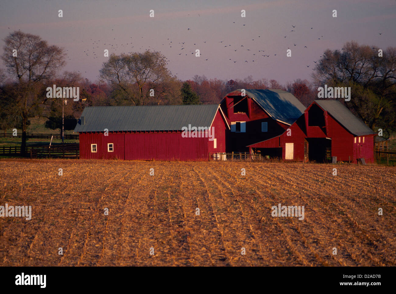 Virginie, Albemarle Comté. Scène de ferme, grange rouge entourée de champs de culture. Banque D'Images