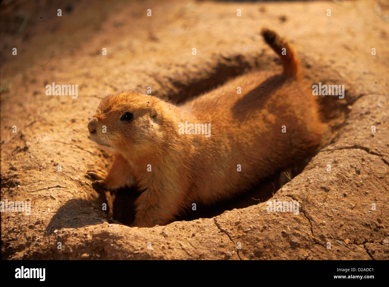 Virginie, Roanoke. Prairie Dog Digging Hole at Mill Mountain Zoo Banque D'Images