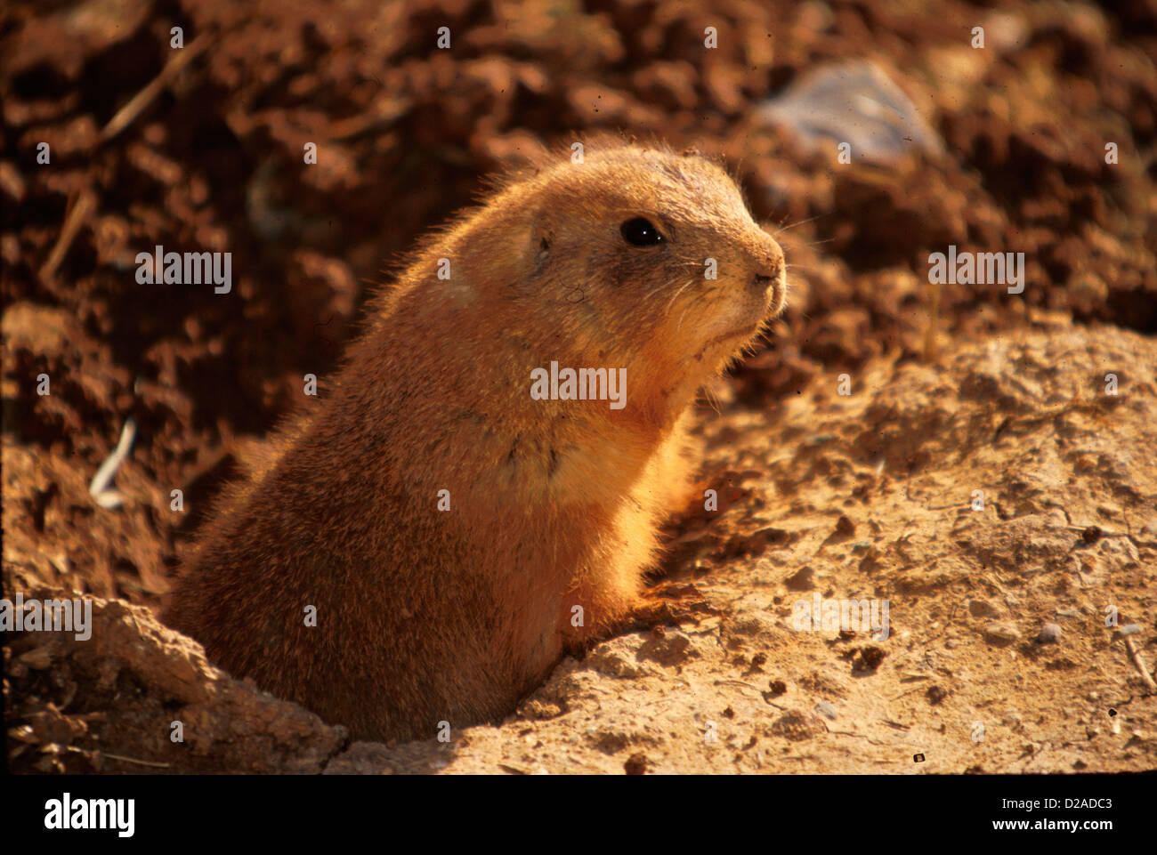 Virginie, Roanoke. Prairie Dog at Mill Mountain Zoo Banque D'Images
