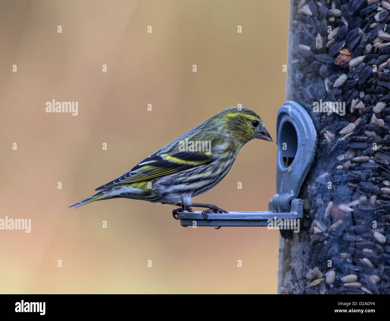 Symons, femme, (Carduelis spinus), sur les semences d'alimentation, Hampshire, England, UK. L'Europe Banque D'Images
