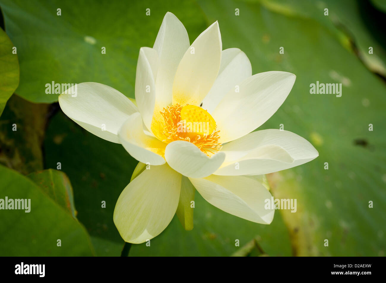 White lotus nénuphar fleur dans la lumière du soleil Banque D'Images