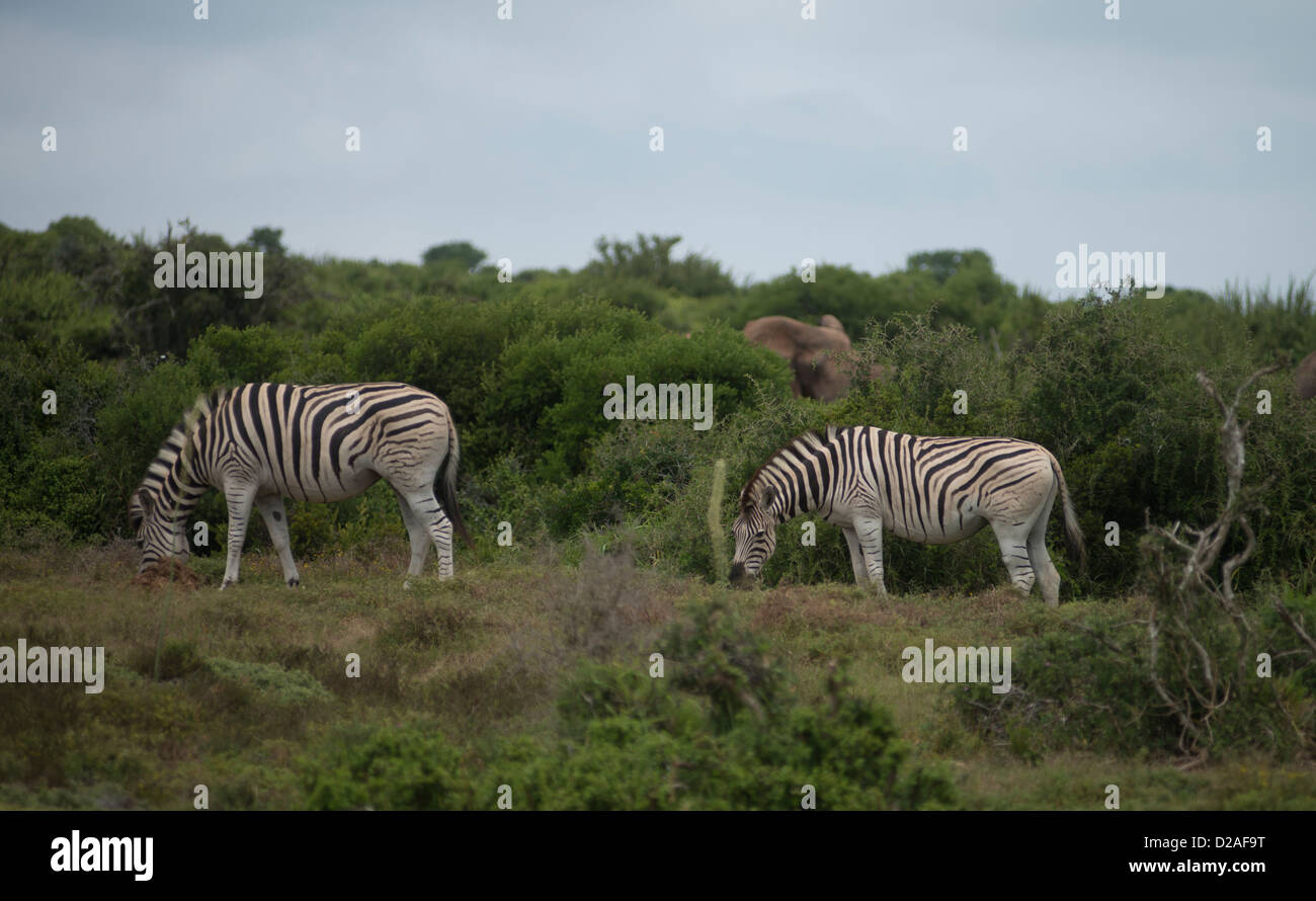 L'Afrique du Sud, Eastern Cape, Addo Elephant National Park, le zèbre de Burchell (Equus burchellii), Banque D'Images