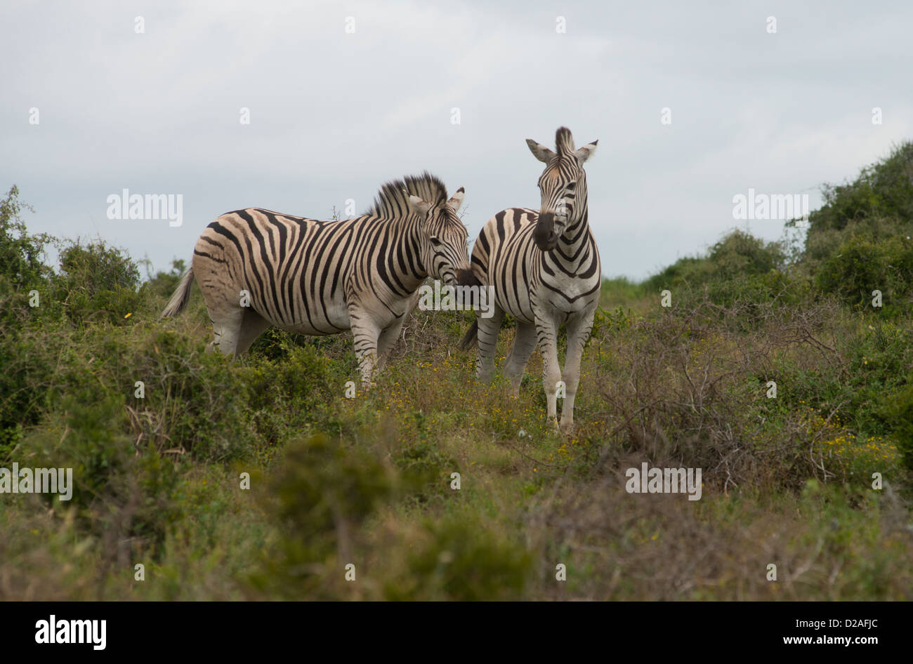 L'Afrique du Sud, Eastern Cape, Addo Elephant National Park, le zèbre de Burchell (Equus burchellii), Banque D'Images