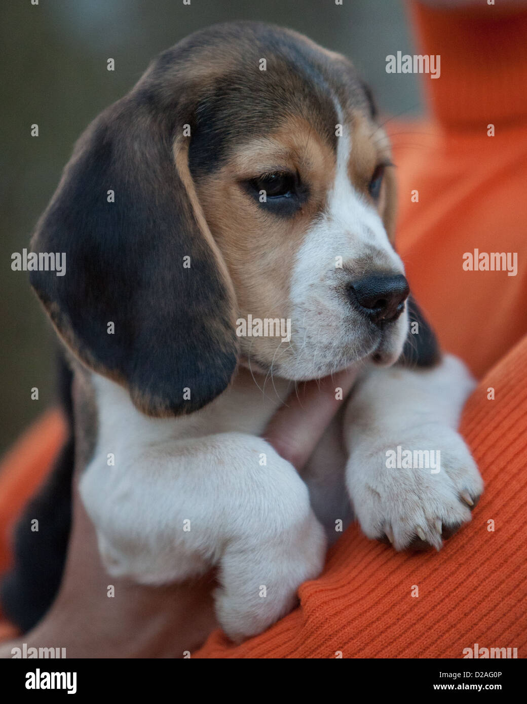 Chiot Beagle Banque D'Images
