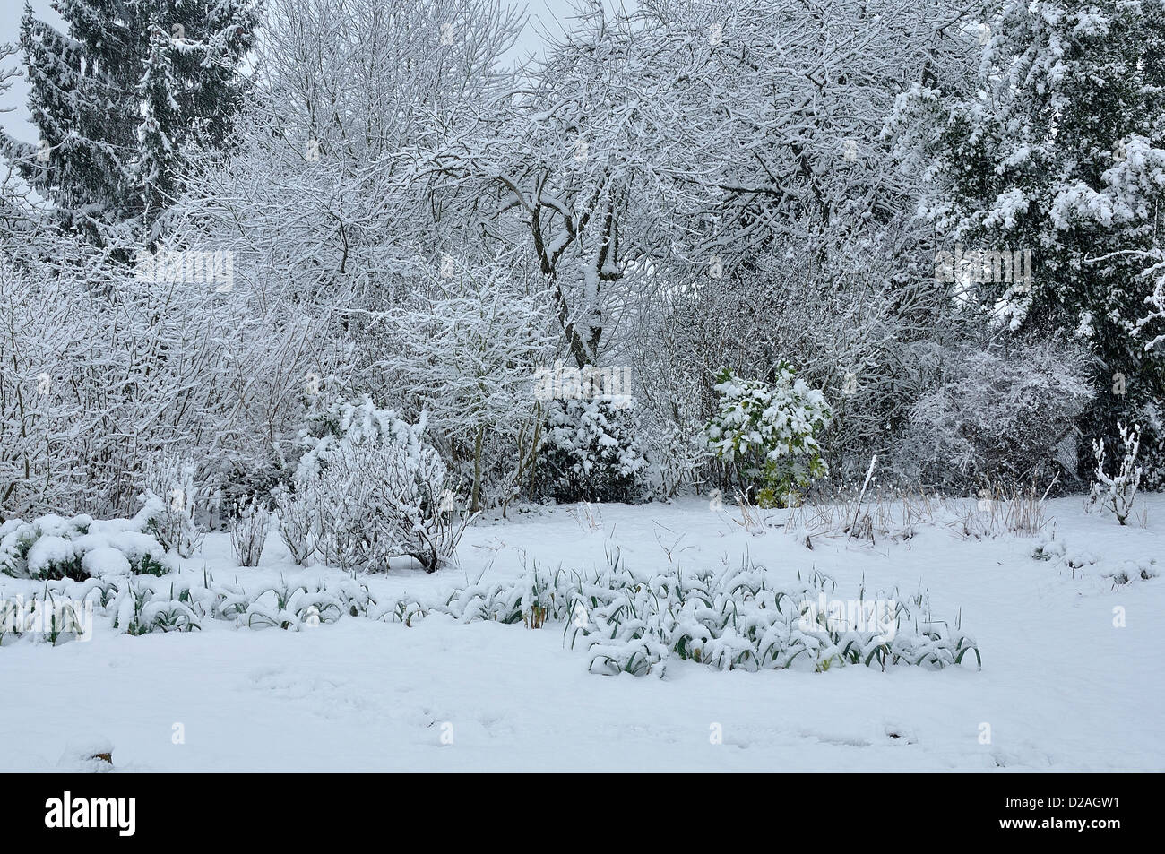 Potager (avec un verger) sous la neige en janvier. Banque D'Images