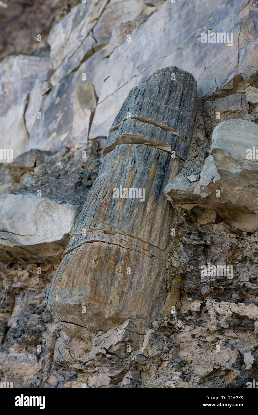 Grand arbre lycopod, un tronc d'arbre fossilisé dans les falaises au site des falaises fossilifères de Joggins, en Nouvelle-Écosse, Canada Banque D'Images