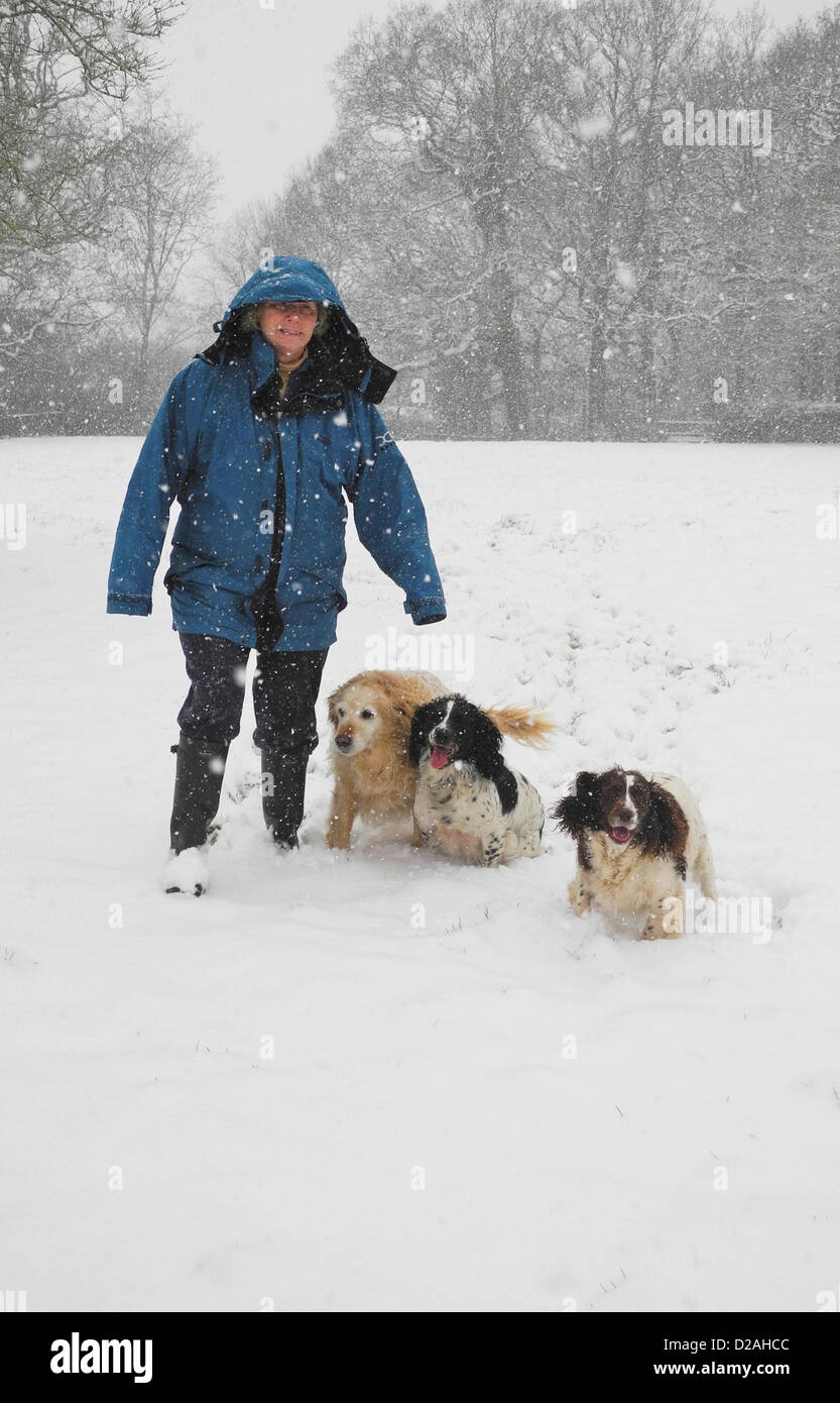 Petworth, Sussex. UK. 18 janvier, 2013. Mains et pieds froids pour ce chien walker près de Petworth dans le Sussex - comme la neige a recouvert de vastes régions du Royaume-Uni Banque D'Images
