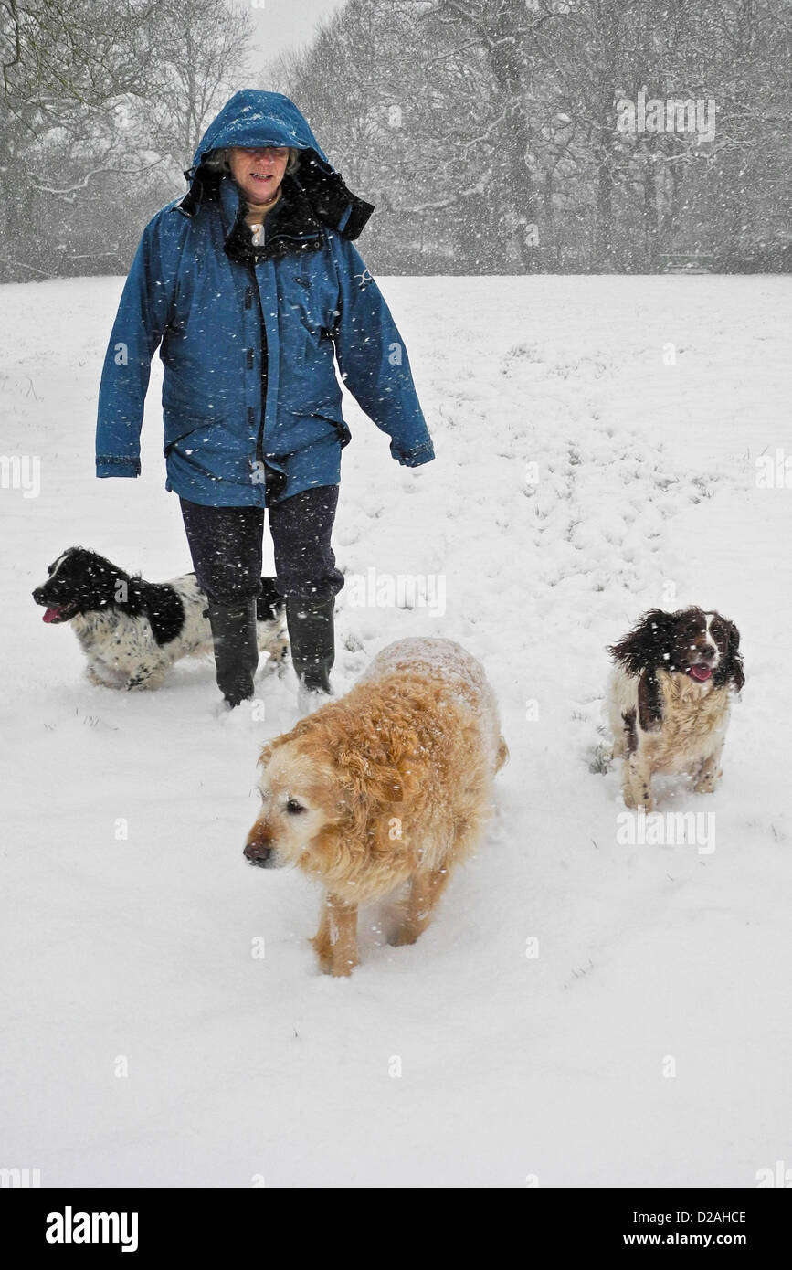 Petworth, Sussex. UK. 18 janvier, 2013. Mains et pieds froids pour ce chien walker près de Petworth dans le Sussex - comme la neige a recouvert de vastes régions du Royaume-Uni Banque D'Images