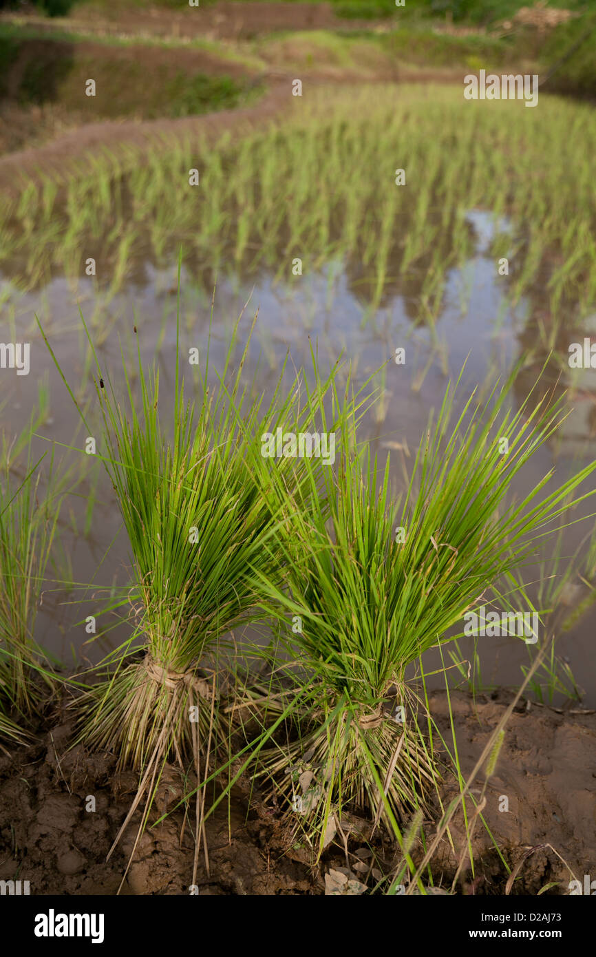 Des plants de riz prêts à être plantés. Ses la saison des pluies et du temps aux plantes de riz et de millet, de l'alimentation stable du Népal. Banque D'Images