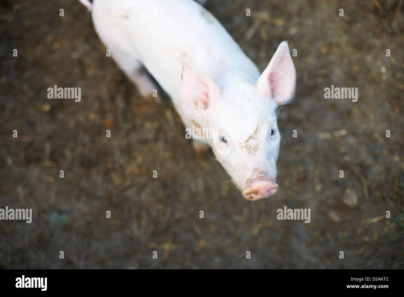 Pig standing in dirt field Banque D'Images