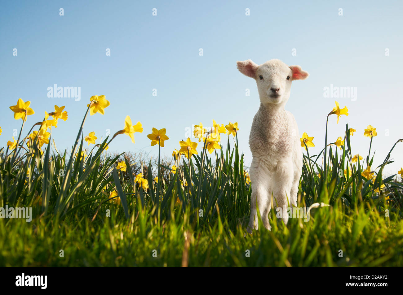 Agneau marche dans champ de fleurs Banque D'Images