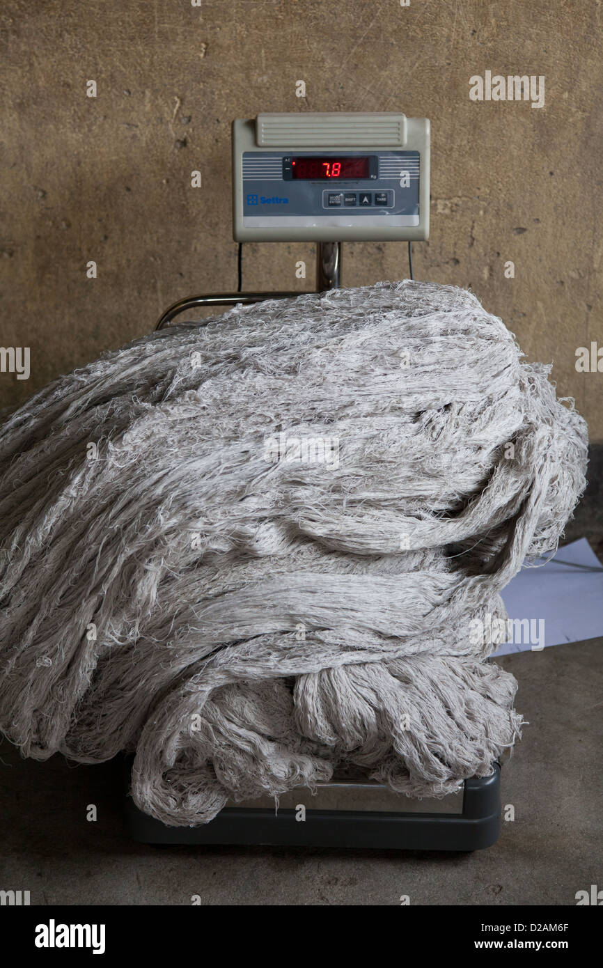 Dans la laine ware house à l'Amitié, facteur de tapis laine est utilisé par les kilos et ici la laine est pesé. Banque D'Images Dans la laine ware house à l'Amitié, facteur de tapis laine est utilisé par les kilos et ici la laine est pesé. Banque D'Images