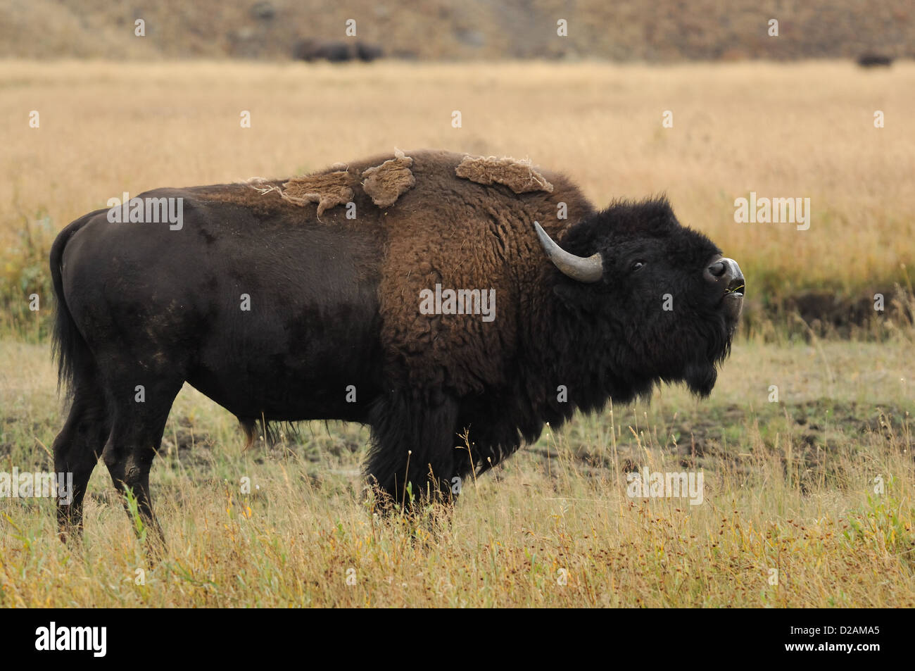 Bison d'Amérique (Bison bison) dans le Parc National de Yellowstone au Wyoming Banque D'Images